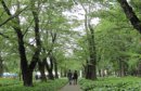 画像: 見えないものを見る　２３．　「記念樹はんこ」