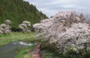 画像: 夏井千本桜が、８分咲きに