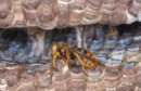 画像: スズメバチ　８　もう一つの巣