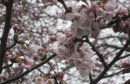 画像: 桜咲き始める