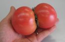 画像: このトマトは、１個それとも２個