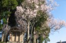 画像: 谷津作地内に満開の桜を発見