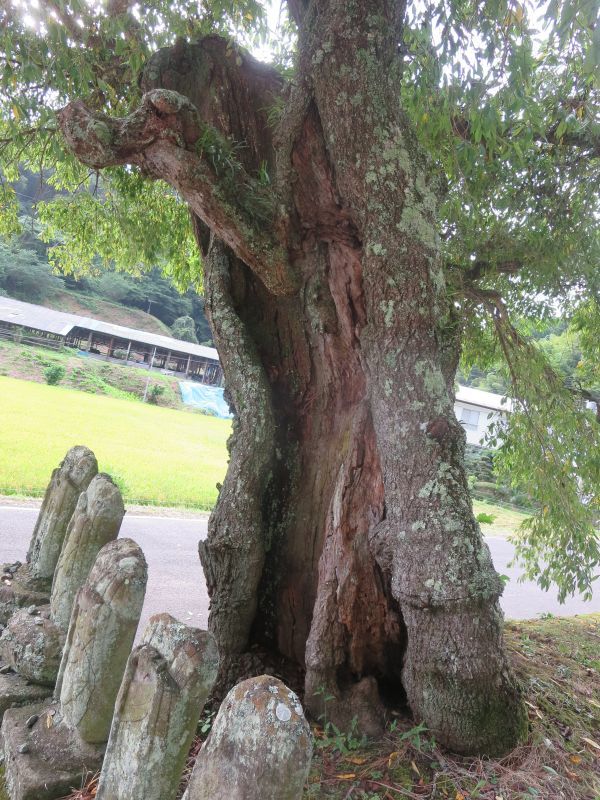 画像: しだれ桜　（見えないものを見る１３０）